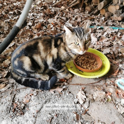 Photo 1/1 Chat trouvé Trouvé à Biot