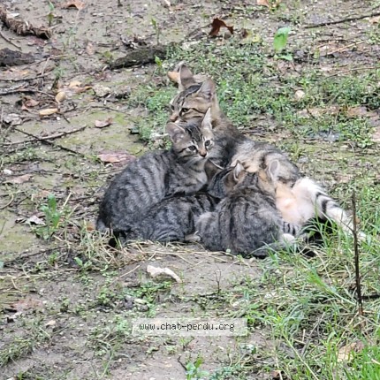Photo 1/1 chatons libres à la Barthelasse Chat perdu à Avignon