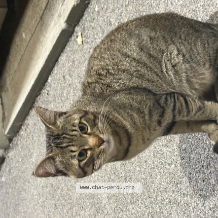 Photo 1/1 Chat trouvé Trouvé à Marseille