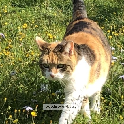 Photo 1/1 Framboise Chat perdu à L Isle Sur La Sorgue