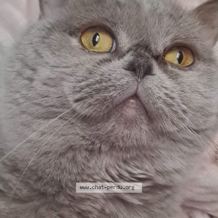 Photo 1/1 Princesse Chat perdu à Paris
