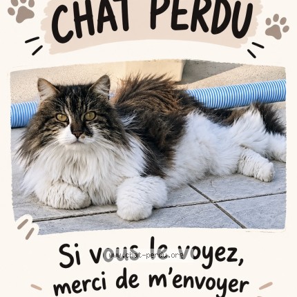 Photo 2/2 Rio Chat perdu à Fouras