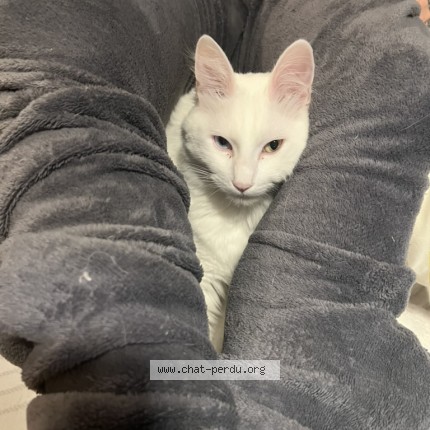 Photo de chat perdu à Bobigny