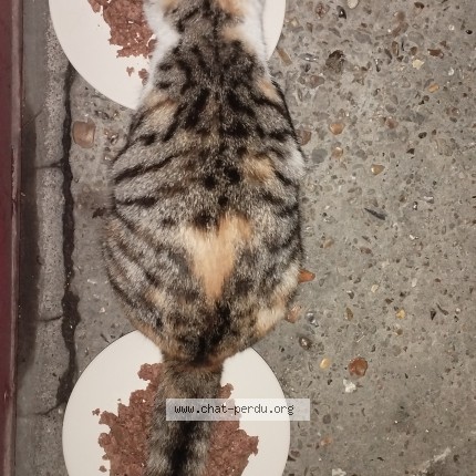 Photo de chat trouvé à Stains
