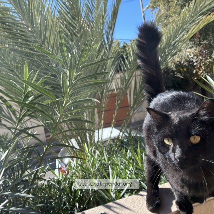 Photo 1/1 Chat trouvé Trouvé à Marseille