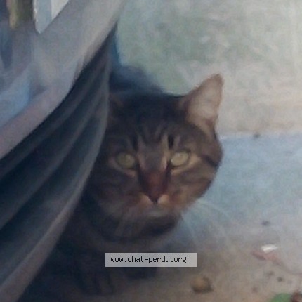 Photo de chat trouvé à Avrille