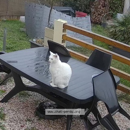 Photo de chat trouvé à Le May Sur Evre