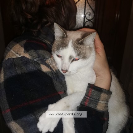 Photo 1/1 Chat trouvé Trouvé à Saint Jean Saint Maurice Loire