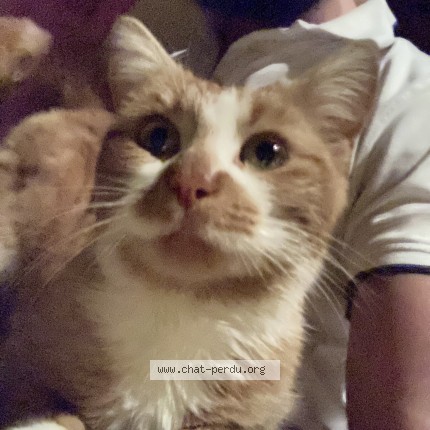 Photo de chat trouvé à Villers