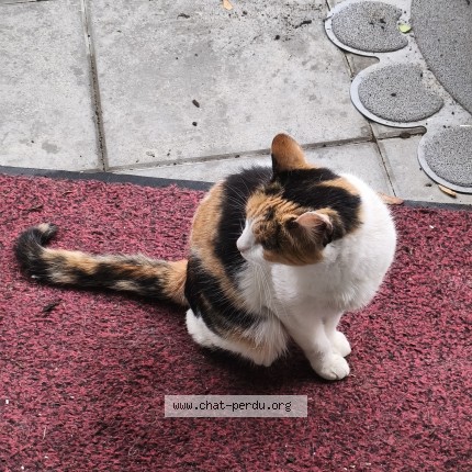 Photo 1/1 Chat trouvé Trouvé à Tourcoing