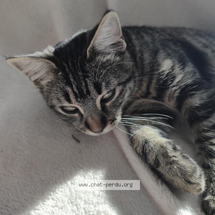 Photo de chat trouvé à Chaunay