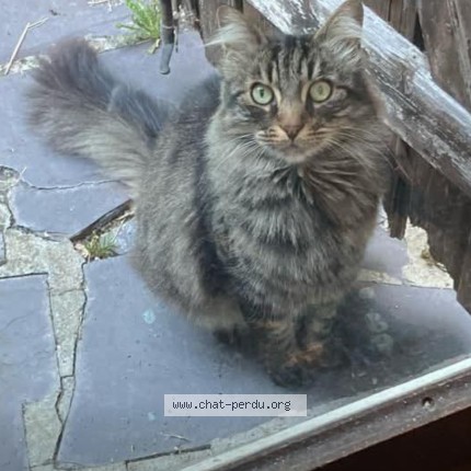 Photo de chat perdu à Neuilly Sur Marne