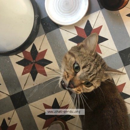 Photo 1/1 Chat trouvé Trouvé à Sainte Genevieve Des Bois