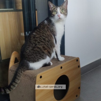 Photo de chat perdu à La Brede