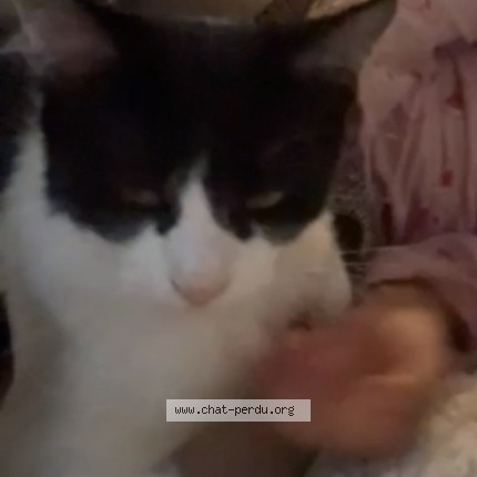 Photo de chat perdu à Cazeres