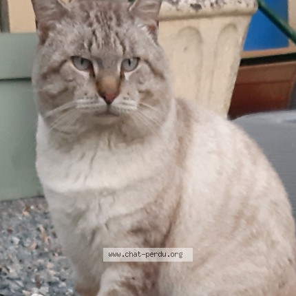 Photo 1/1 Chat trouvé Trouvé à Leognan