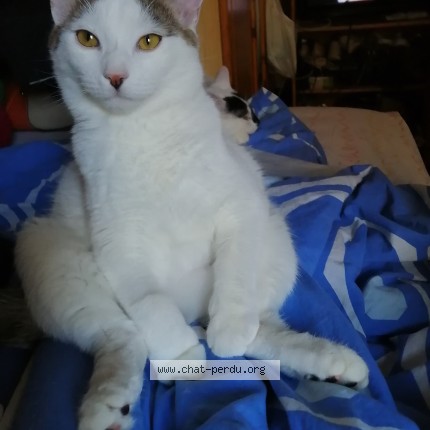 Photo de chat perdu à La Roche Sur Foron