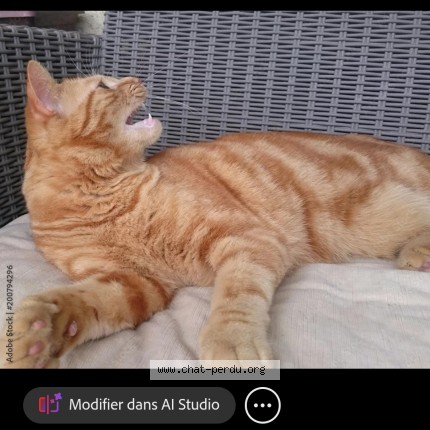 Photo 1/1 Adri Chat perdu à St Laurent De La Pree