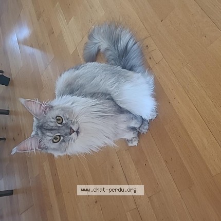 Photo de chat perdu à Merignac
