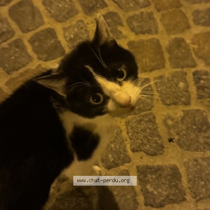 Photo de chat trouvé à Bordeaux