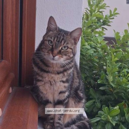 Photo de chat perdu à Sevran