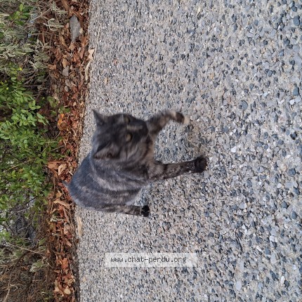 Photo de chat trouvé à Vailhauques