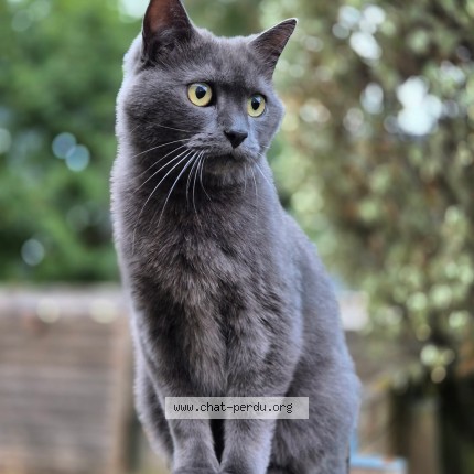Photo 1/1 Soprano Chat perdu à Saint Nazaire