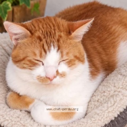Photo de chat perdu à Carvin