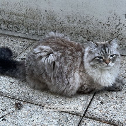 Photo 1/1 Pixel Chat perdu à Issy Les Moulineaux