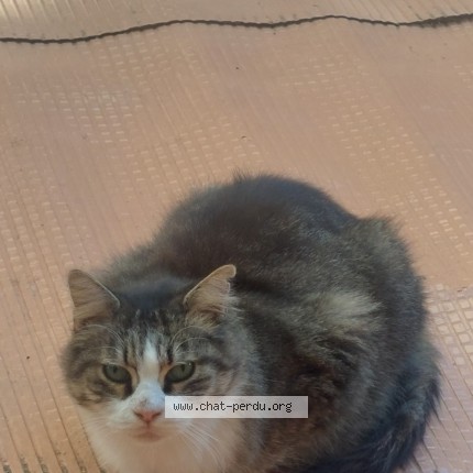 Photo 1/1 Chat trouvé Trouvé à Marseille