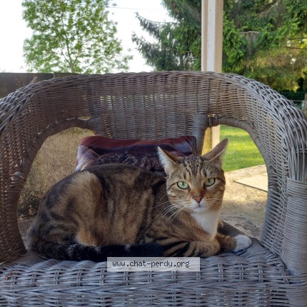 Photo 1/1 Comtesse Chat perdu à Precy Sur Oise