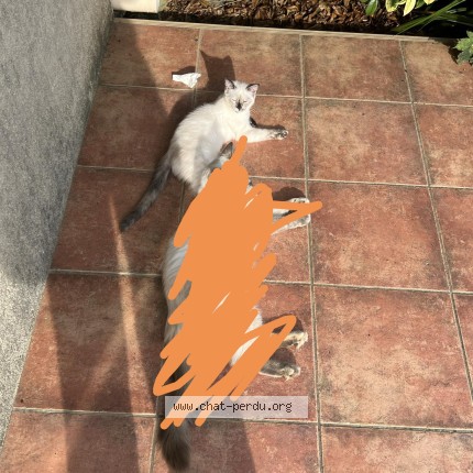 Photo 1/1 Guizmo Chat perdu à Plouye