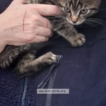 Photo de chat trouvé à Eaubonne