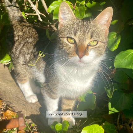 Photo 2/4 Minou Chat perdu à Calvisson