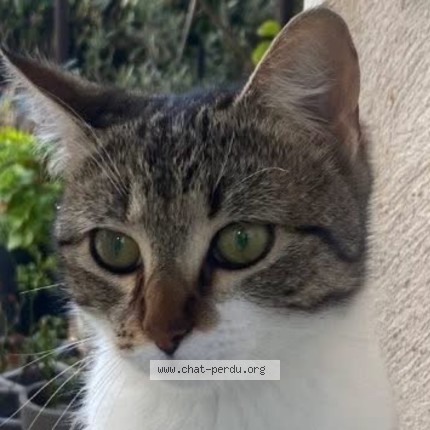 Photo 3/4 Minou Chat perdu à Calvisson