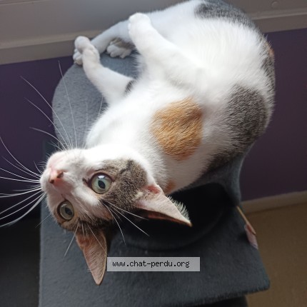 Photo de chat perdu à Longuenesse