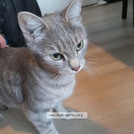 Photo 1/3 Chat trouvé Trouvé à Nantes