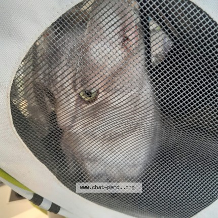 Photo 2/3 Chat trouvé Trouvé à Nantes