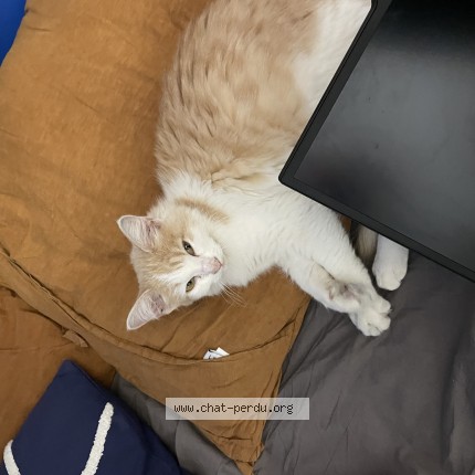 Photo 1/1 Chat trouvé Trouvé à Toulouse