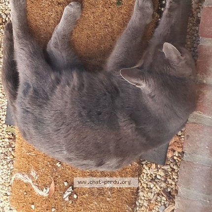 Photo 1/1 Chat trouvé Trouvé à Saint Etienne L Allier