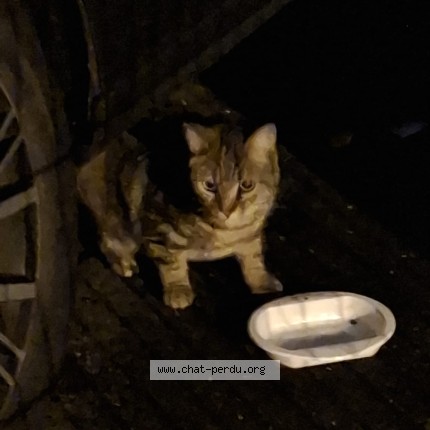 Photo de chat trouvé à Bordeaux