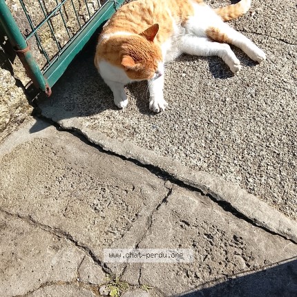 Photo de chat perdu à Lansac