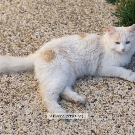 Photo de chat perdu à Beauchamp