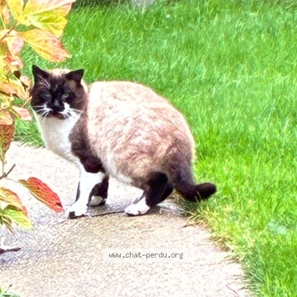 Photo 1/1 Chat trouvé Trouvé à Bonsecours