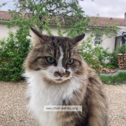 Photo de chat perdu à Merignac