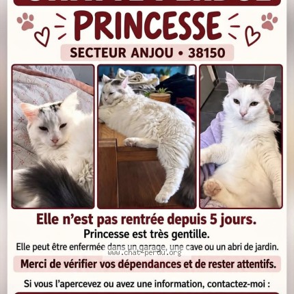 Photo 1/1 PRINCESSE Chat perdu à Anjou