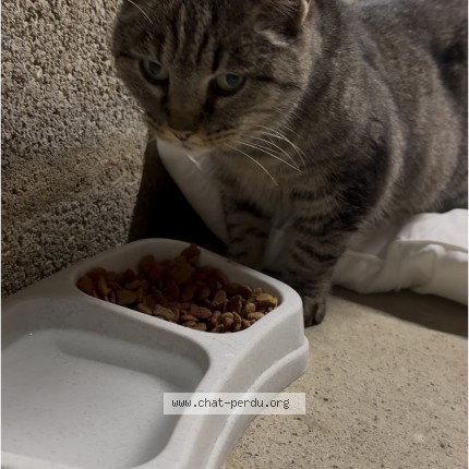 Photo 1/1 Chat trouvé Trouvé à Rieux