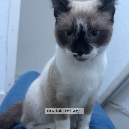 Photo 1/1 Chat trouvé Trouvé à Epinal