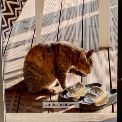 Photo 1/1 Chat trouvé Trouvé à Journiac