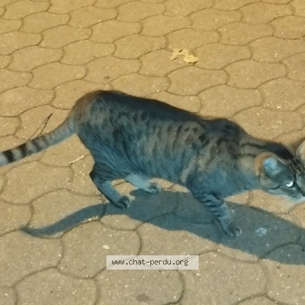 Photo 1/5 Chat trouvé Trouvé à St Denis